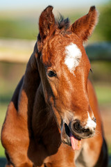 Chestnut calf, horse, yawning, posing, laughing at the camera