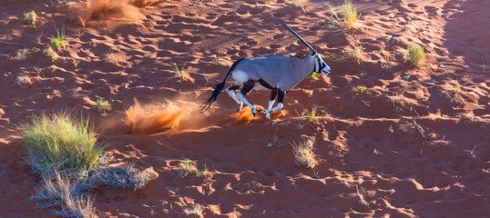 Gemsbok or gemsbuck (Oryx gazella), Namib Desert, Namibia, Africa