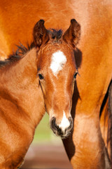 Fototapeta premium Chestnut calf, mare, loving pose, care, comforting horse