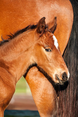 Fototapeta premium Chestnut calf, mare, loving pose, care, comforting horse