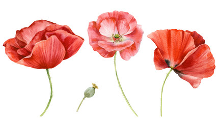Set of watercolor flowers. Red poppies on a white background.