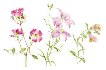 A set of delicate rosehip twigs, Snapdragon and delphinium isolated on a white background. Watercolor illustrations are drawn by hand.