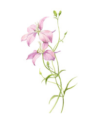 Fototapeta na wymiar Watercolor illustration. Figure delicate sprigs of flowers in delphinium. Light pink flowers on white background.