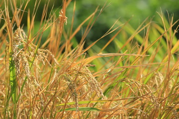 伊豆松崎町 稲刈り前の石部の棚田の風景