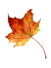 Watercolor drawing of colorful bright autumn maple leaf.
