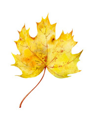 Watercolor drawing of colorful bright autumn maple leaf.