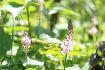 田んぼの脇のツルボと虫