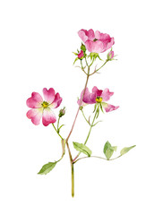 Sprig of delicate pink rosehip flower on isolated white background. Watercolor illustration.