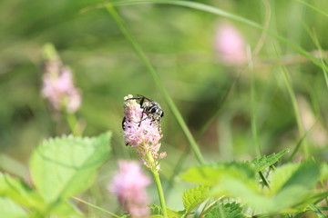田んぼの脇のツルボと虫