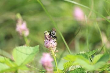 田んぼの脇のツルボと虫