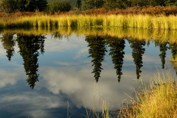 Reflections in Nugget Pond;  Denali NP;  Alaska