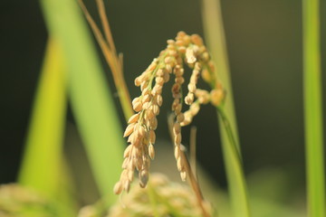 伊豆松崎町 稲刈り前の石部の棚田の風景