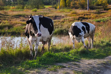 Village scene cows returning from the pasture. Early autumn.