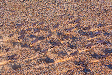 Gemsbok or gemsbuck (Oryx gazella), Namib Desert, Namibia, Africa