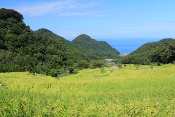 Fototapeta premium 伊豆松崎町 稲刈り前の石部の棚田の風景
