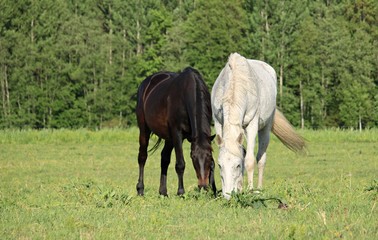 Horses on a summer pasture on a sunny summer day