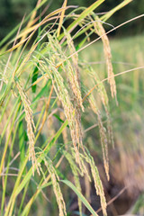 An organic asian golden rice farm during the sun set in the countryside of Thailand.