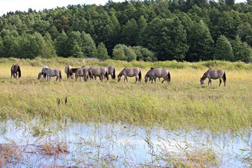 Fototapeta na wymiar Horses on a summer pasture on a sunny summer day