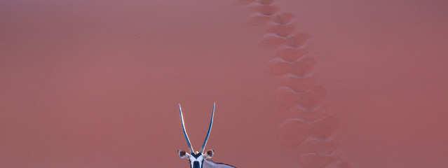 Gemsbok ou gemsbuck (Oryx gazella), Désert du Namib, Namibie, Afrique