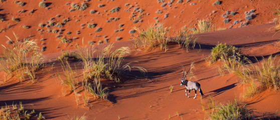 Gemsbok or gemsbuck (Oryx gazella), Namib Desert, Namibia, Africa