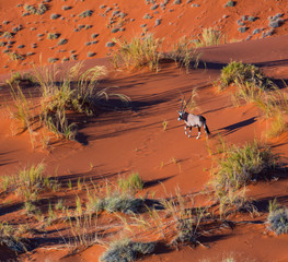 Gemsbok or gemsbuck (Oryx gazella), Namib Desert, Namibia, Africa