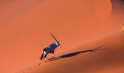 Gemsbok or gemsbuck (Oryx gazella), Namib Desert, Namibia, Africa
