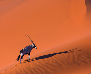 Gemsbok or gemsbuck (Oryx gazella), Namib Desert, Namibia, Africa