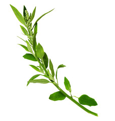 Twig of wild green grass