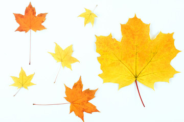 Yellow maple leaves on white background