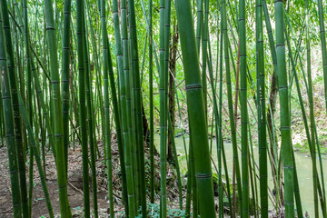 Bamboo forest in the mining town of El Pobal, in Biscay