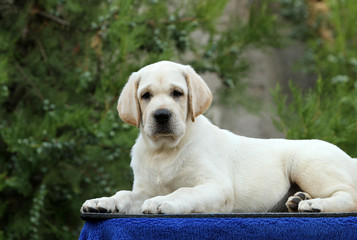 a labrador puppy on a blue background