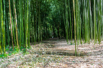 Fototapeta premium Bamboo forest in the mining town of El Pobal, in Biscay