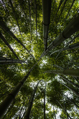 Bamboo forest in the mining town of El Pobal, in Biscay