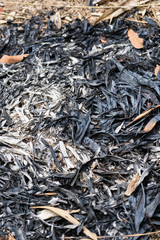 Traces of burning leaves on the ground