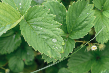 Drops of water on strawberry leaves after rain in the garden closeup