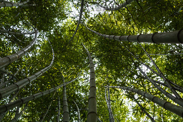 Fototapeta premium Bamboo forest in the mining town of El Pobal, in Biscay