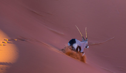 Gemsbok or gemsbuck (Oryx gazella), Namib Desert, Namibia, Africa