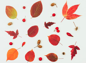 red and orange autumn leaves, acorns and small red apples on a white background.