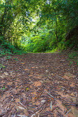 The path into the forest is surrounded by numerous trees.