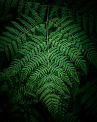 leaf of fern