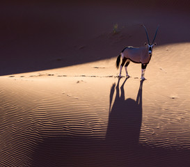 Gemsbok or gemsbuck (Oryx gazella), Namib Desert, Namibia, Africa