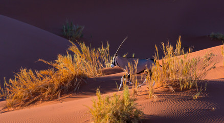 Gemsbok or gemsbuck (Oryx gazella), Namib Desert, Namibia, Africa
