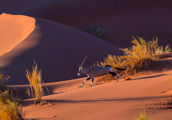 Gemsbok or gemsbuck (Oryx gazella), Namib Desert, Namibia, Africa