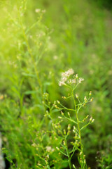 little ironweed, ash-coloured fleabane, purple fleabane