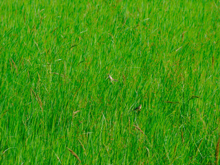 Birds in rice fields