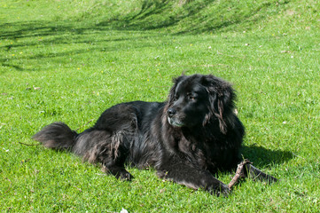 Female black Newfoundland dog lying on green grass meadow closeup in clear sunny day