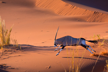 Gemsbok or gemsbuck (Oryx gazella), Namib Desert, Namibia, Africa