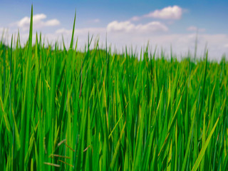 Green rice fields