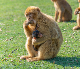 gibraltra monkey with her baby