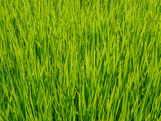 Green rice fields